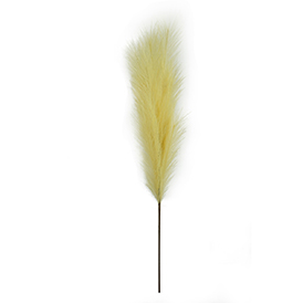Yellow pampas stem