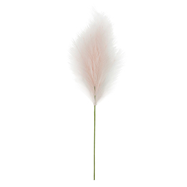 Pink pampas stem