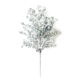 Silver leaf bush