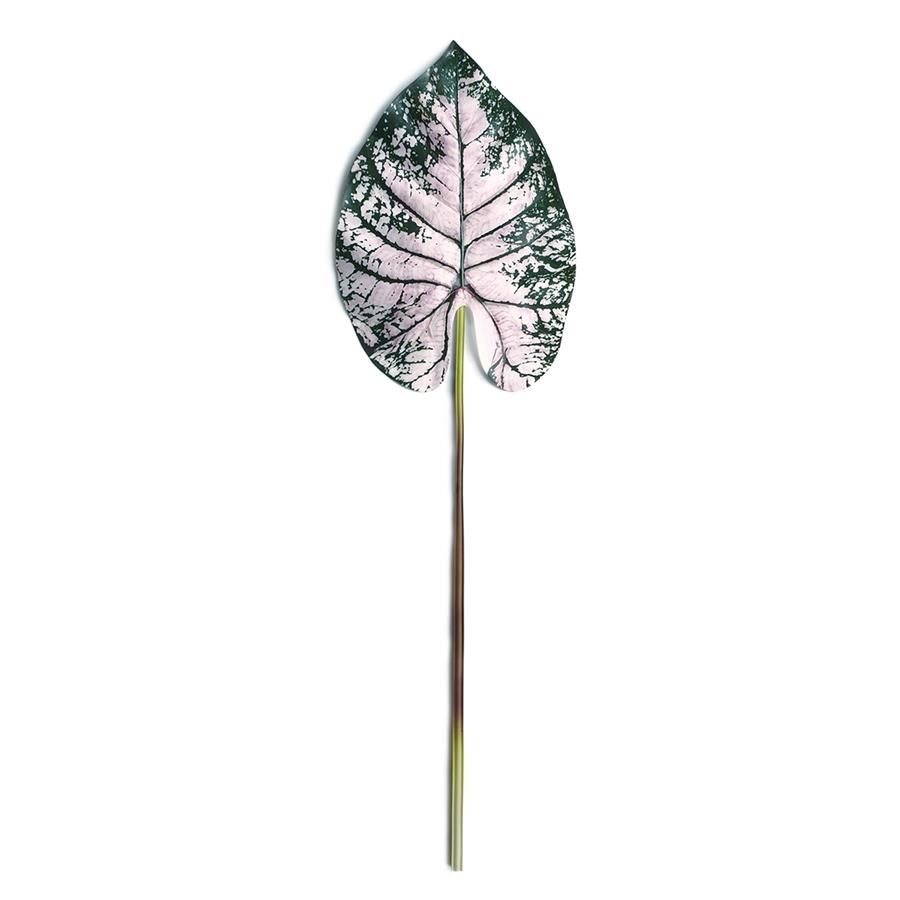 Caladium (7)