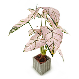 Faux Caladium Potted (1)