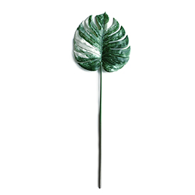 Monstera (1)