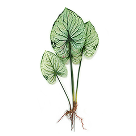 Caladium (1)