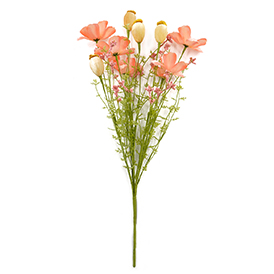 Daisy Bush