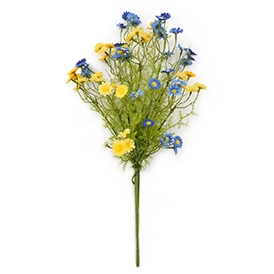 Daisy Bush