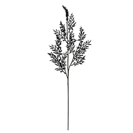 Fern Spray