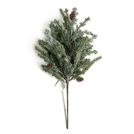 Peppermint Bush
