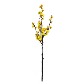 Cherry Blossom Stem