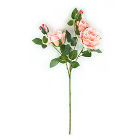 Rose Stem
