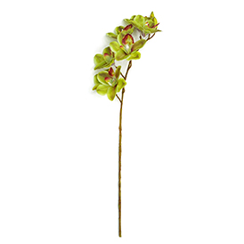 Orchid Stem