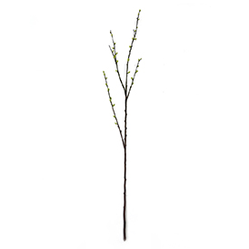 Salix Argyracea Stem