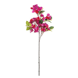 Bougainvillea Speetabilis Stem