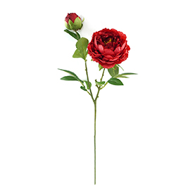 Peony Stem