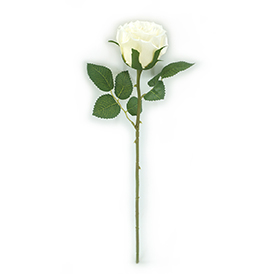 Rose Stem