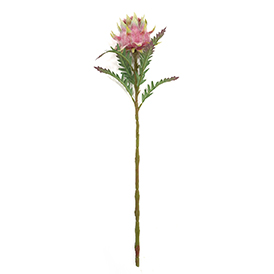 Protea Cynaroides Stem