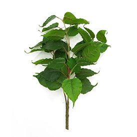 Greenery Bush